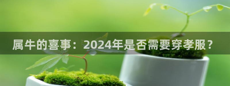 美狮贵宾会体育f开户：属牛的喜事：2024年是否需要穿孝服？